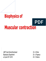 en_muscular_contraction-2012-2013.pdf