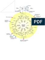 Ciclo Di Krebs