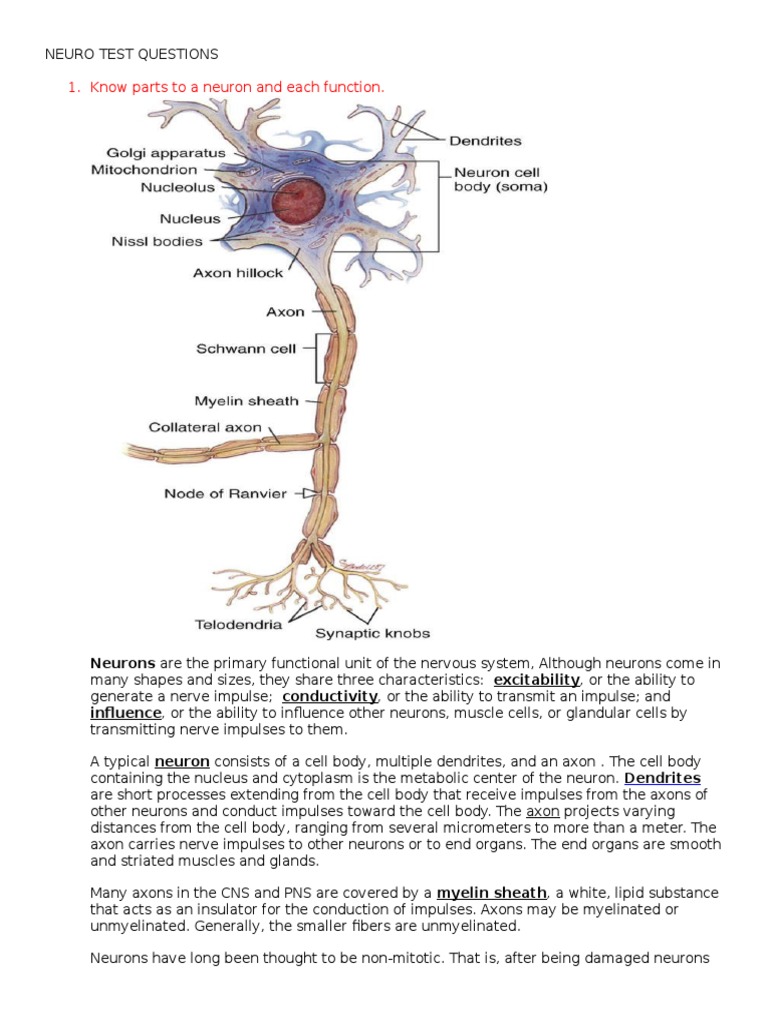 Neuro Study Guide | Neuron | Central Nervous System