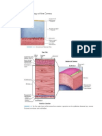 Anatomy & Physiology of The Cornea