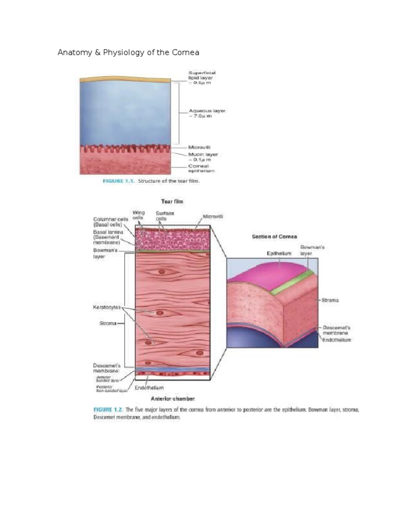 Anatomy & Physiology of The Cornea | PDF