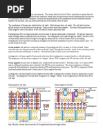 Cell Wall of Gram-Negative and Positive Bacteria