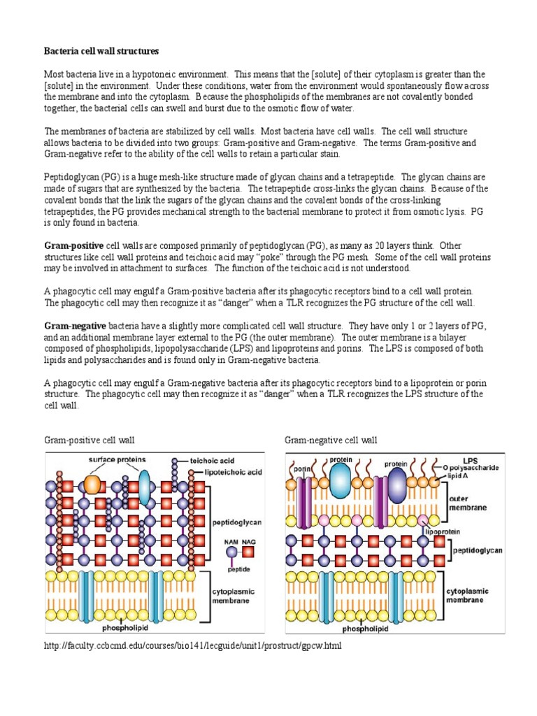 Gram Positive Bacteria Cell Wall