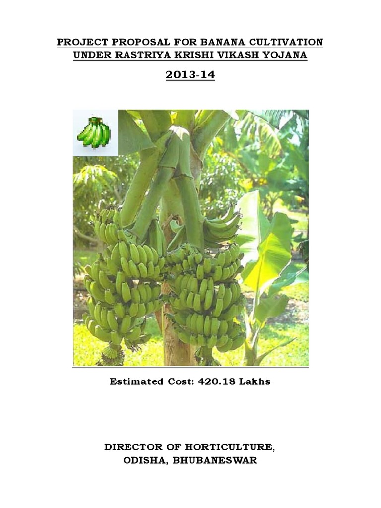 Banana Project Report Sample PDF Banana Horticulture