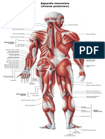 Apparato Muscolare Dietro