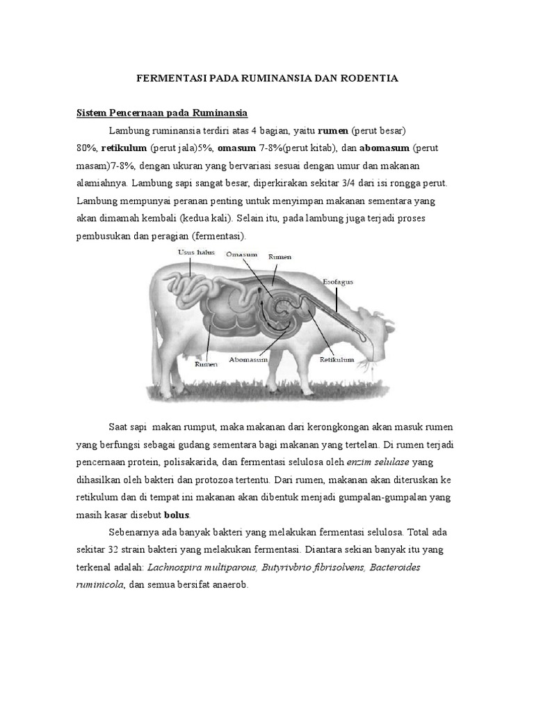 Fermentasi Pada Ruminansia Dan Rodentia | PDF