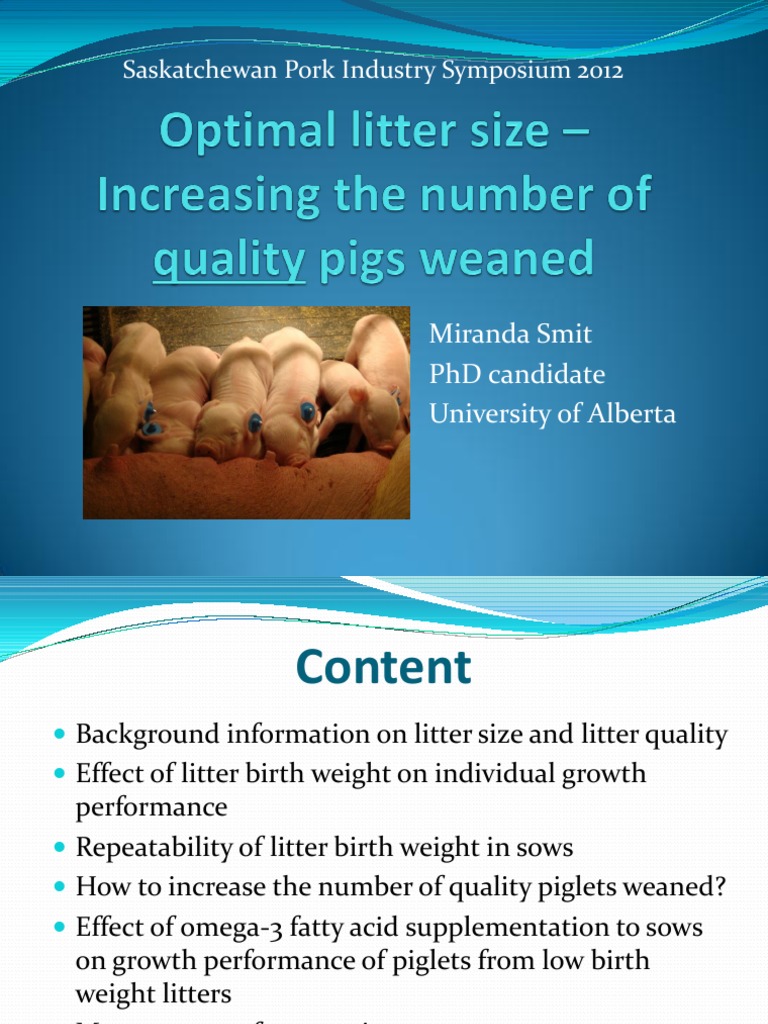Optimal Litter Size Increasing the Number of Quality Pigs Weaned