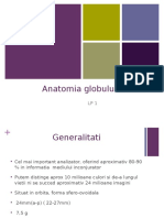 Anatomie Glob Ocular