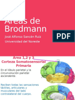 Áreas de Brodmann