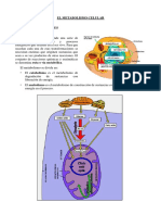 metabolismo[1]