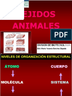 Presentación de Tejidos Animales2