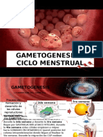 Gametogenesis y Ciclo Menstrual