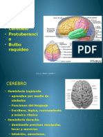 Anatomia Aplicada 12º Sistema Nervioso Cerebro Vias 1