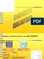 Estructura celula procariota.pdf