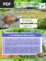 Download Proyecto Crianza de Podisus  by katheryn SN305894720 doc pdf