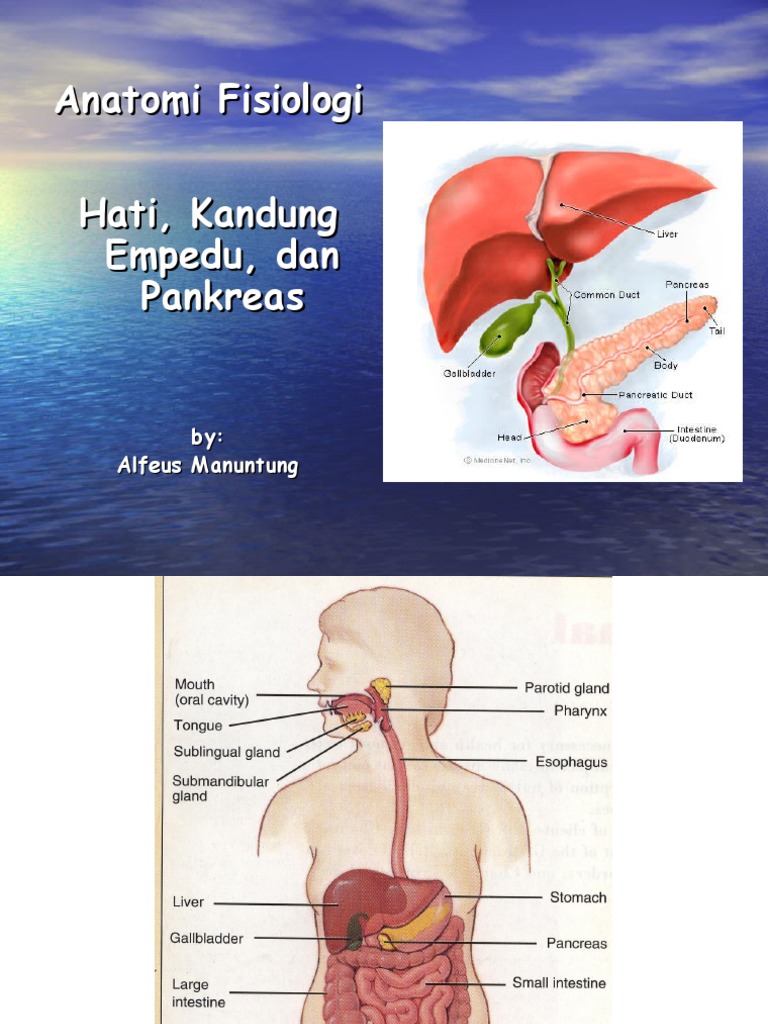 Download 4800 Koleksi Gambar Hati Empedu Dan Pankreas Terbaik 