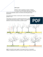 Formarea Coroanei La Prun