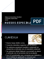 Huesos Especiales: Clavícula, Esternón, Costillas, Escápula y Coxal