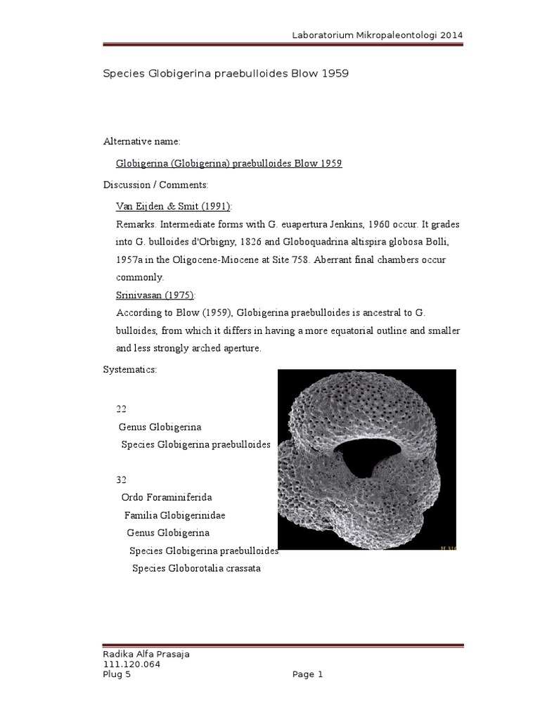 Globigerina (Globigerina) Praebulloides Blow 1959 Laboratorium