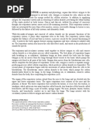 Respiratory System: Anatomy of The Nose