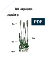 Licopodios y helechos: ciclos de vida y características morfológicas