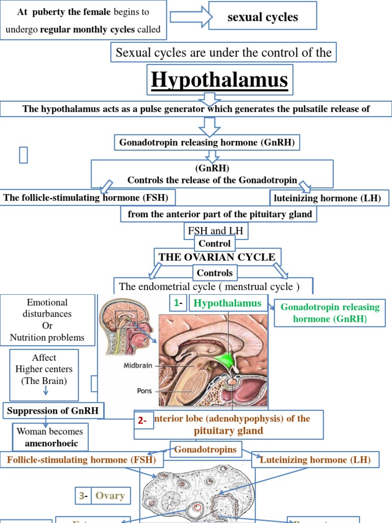 Menstrual Cycle | PDF | Luteinizing Hormone | Menstrual Cycle