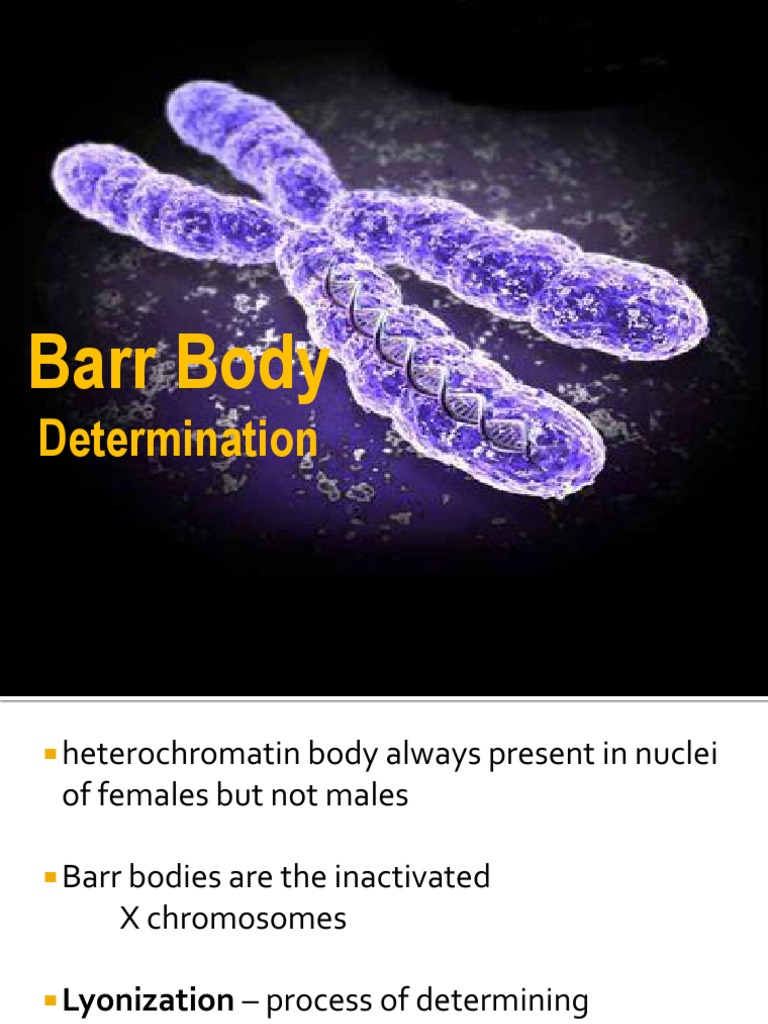 Barr Body