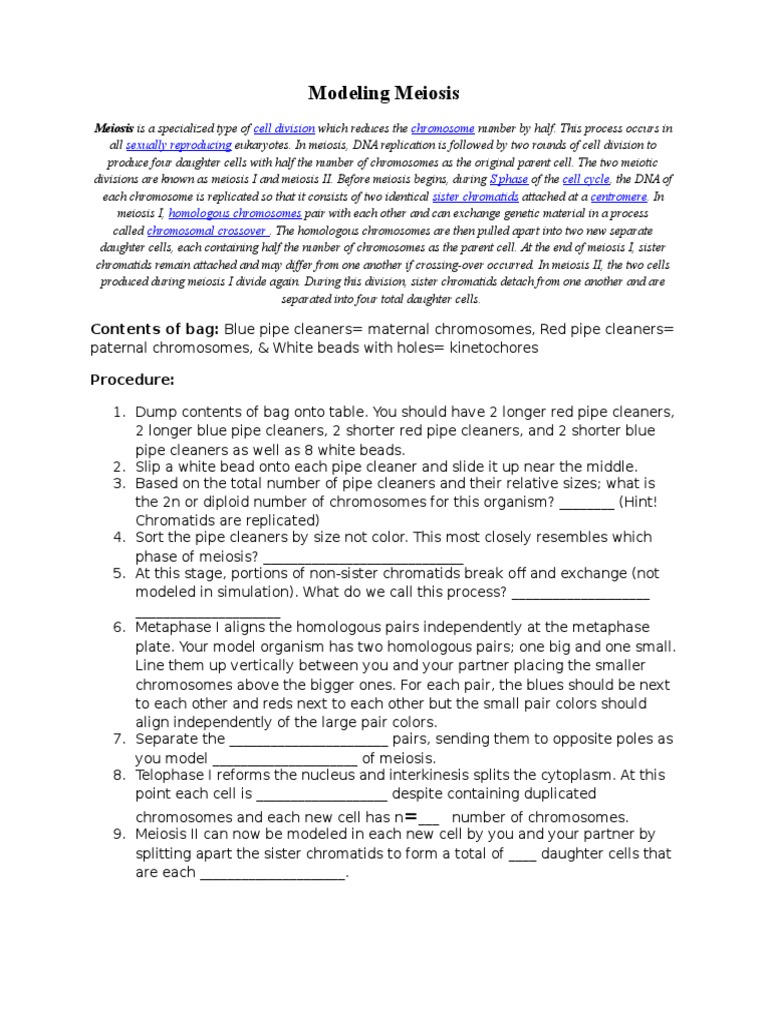 Meiosis With Pipe Cleaners PDF Meiosis Chromosome