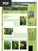 Faroleco_ Plantas Aromáticas2