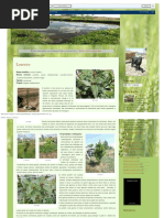 Faroleco_ Plantas Aromáticas