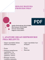 Sistem Reproduksi Pria