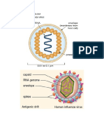 Diagrams For Igcse Biology