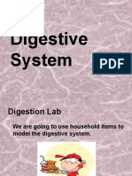 Digestive System 2014