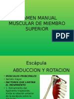 Prueba Muscular Miembro Superior