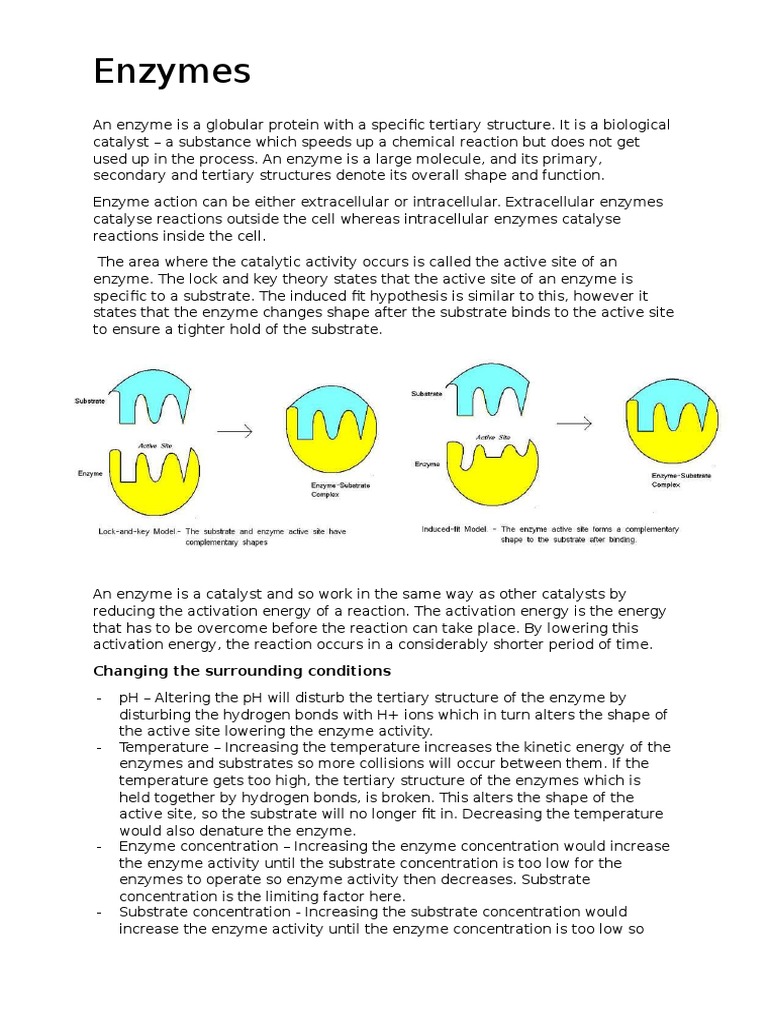 Understanding Enzymes and Their Functions | PDF