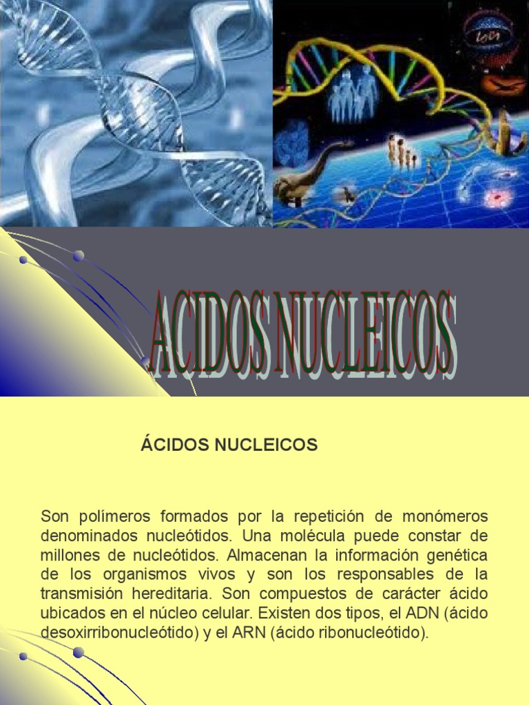 Estructura y Función de Ácidos Nucleicos | PDF | Rna | Replicación De Adn