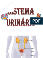 Sistema Urinario (1)