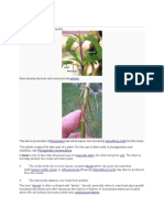 Plant Stem: From Wikipedia, The Free Encyclopedia