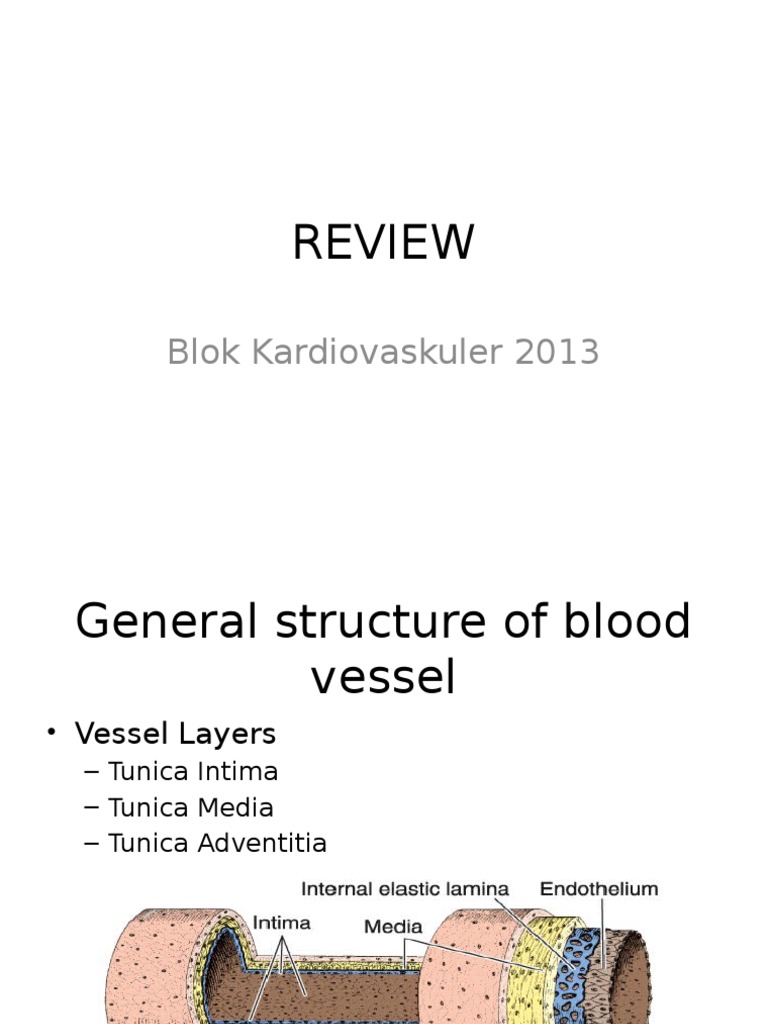 Blood Vessel Structure and Types | PDF