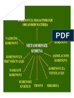 04 Metamorfoze Korena