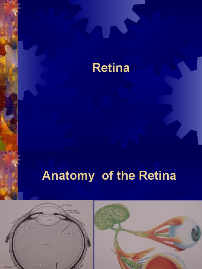 Retina Anatomy & Disease Guide | PDF