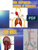 Sistemul Respirator