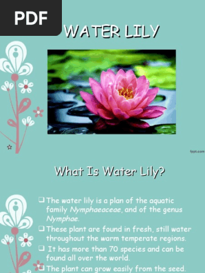 Water Lily