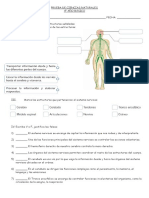 Prueba de Ciencias Naturales - Sistema Nervioso