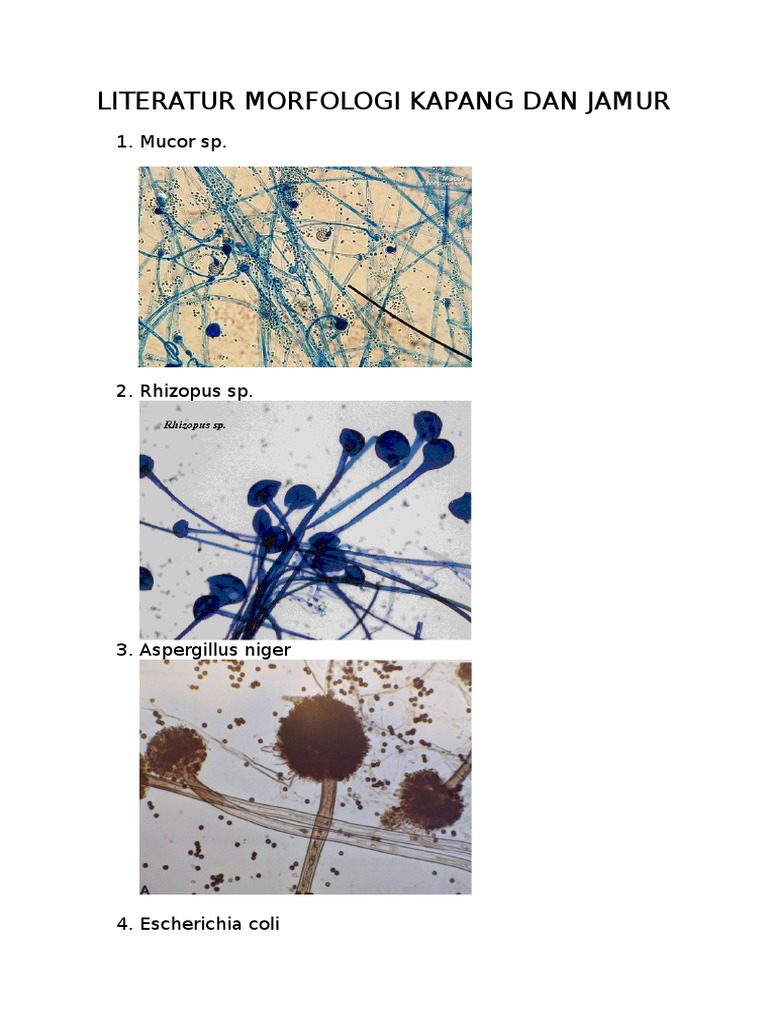 Literatur Morfologi Kapang Dan Jamur