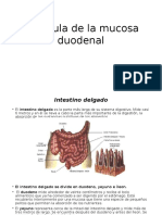 La Célula de La Mucosa Duodenal