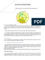 Mitosis y Meiosis Psicologia