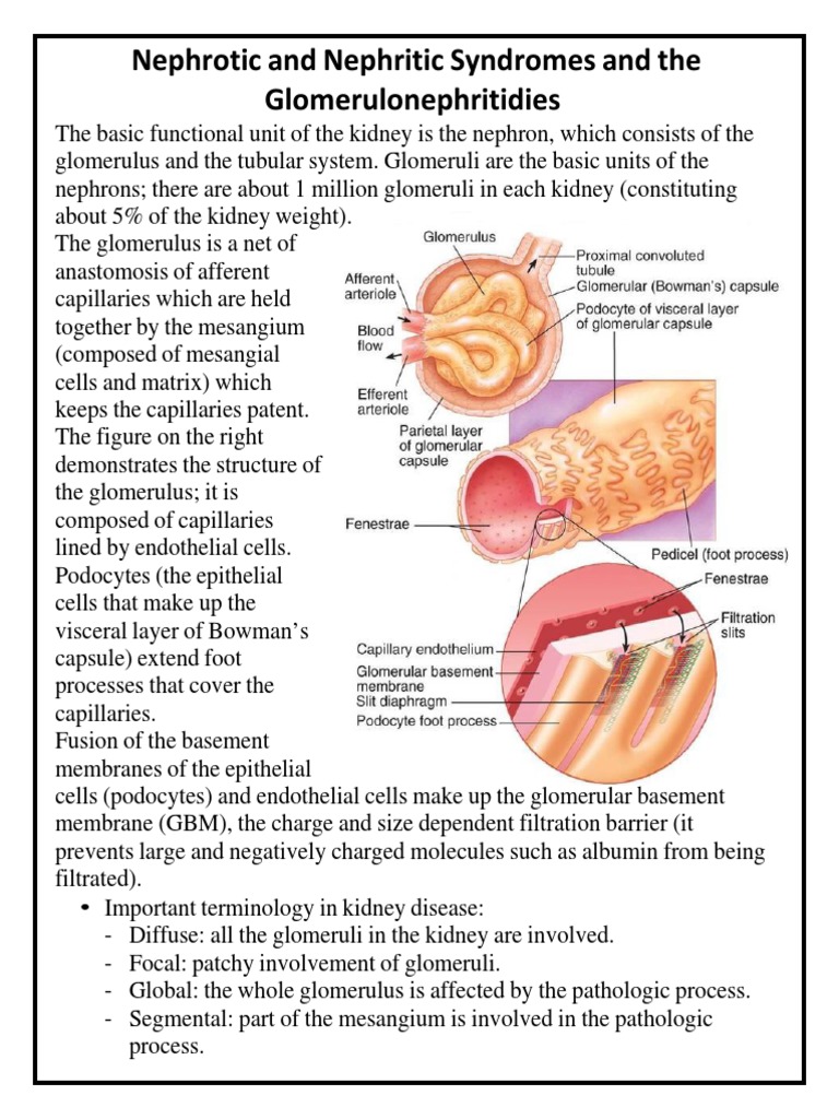 Nephrotic and Nephritic Syndromes and The Glomerulonephritidies | PDF ...
