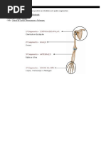 Osteologia Membro Superior