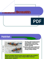 Paederus Dermatitis